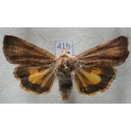 Noctua interjecta Hübner, 1803 Rolnica Czech41h
